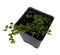 Mini Oakleaf Creeping Fig - Ficus quercifolia -Terrarium/Fairy Garden - 2.5" Pot